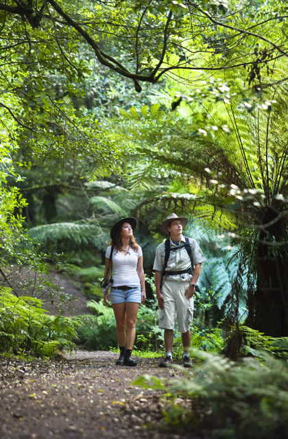 Forest Therapy Blue Mountains